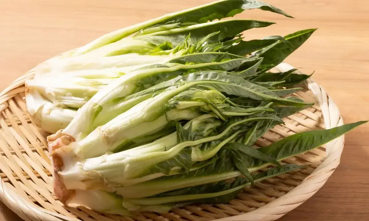Varietà di Insalate: Guida completa a nomi, sapori e usi