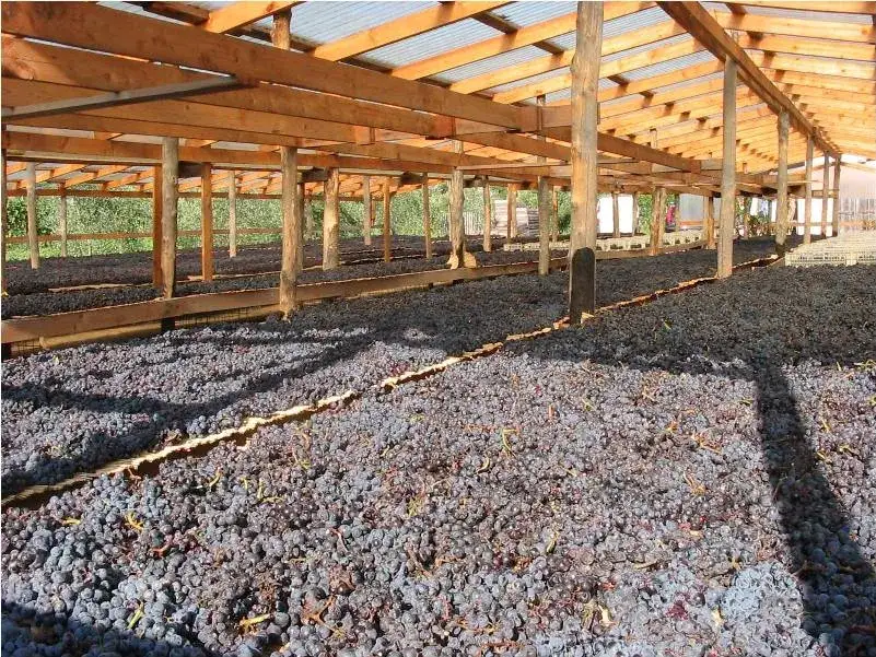 Processo produzione Aleatico Passito Elba