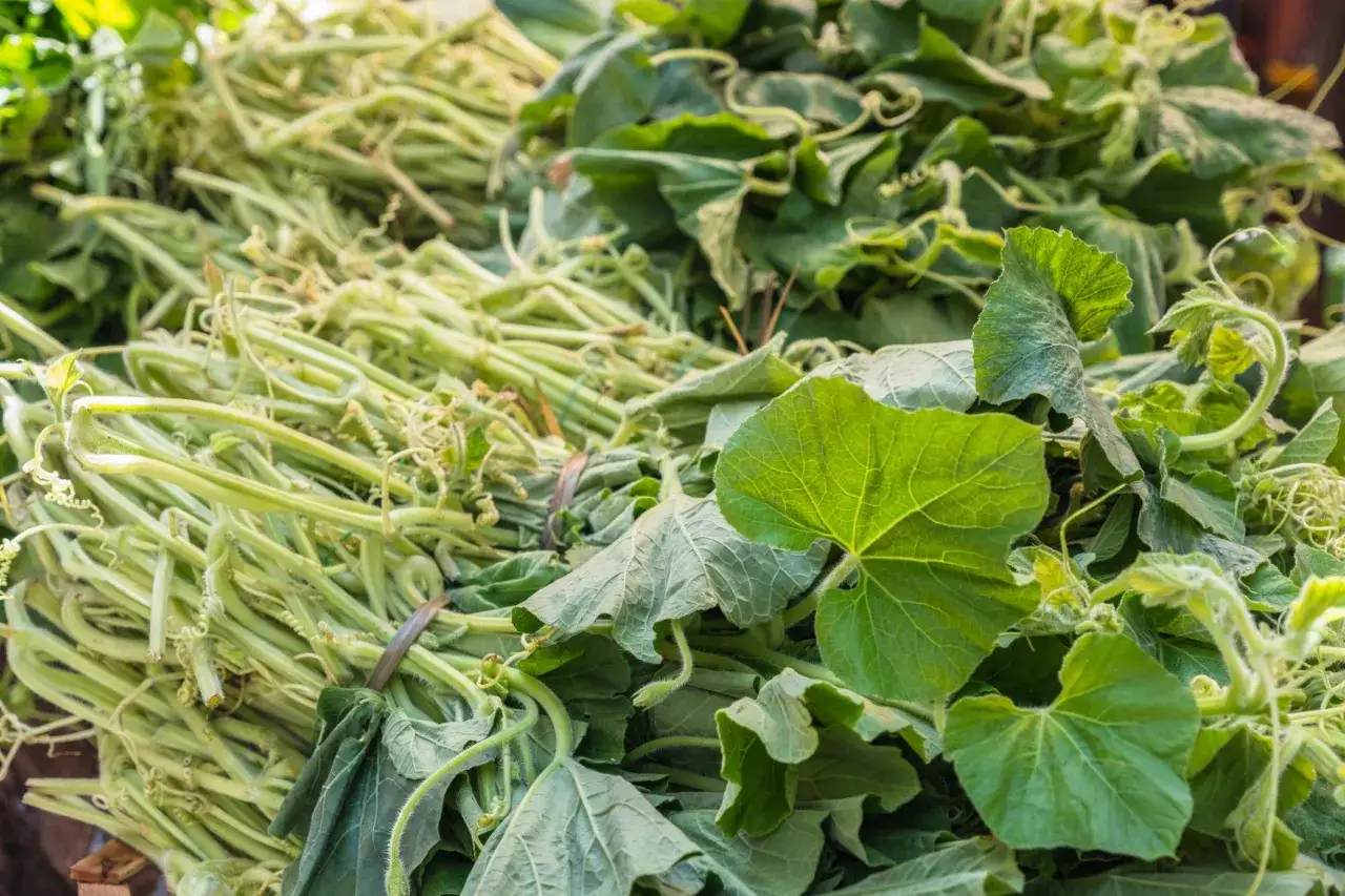 Benefici nutrizionali tenerumi